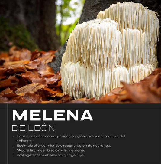 LA MAGIA DEL HONGO, MELENA DE LEON